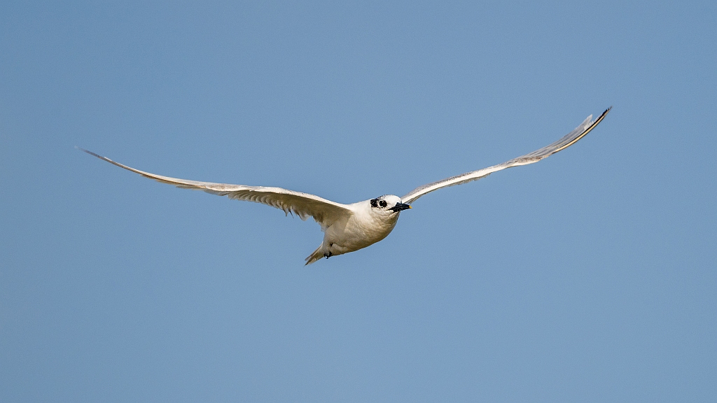 Sandwich Tern